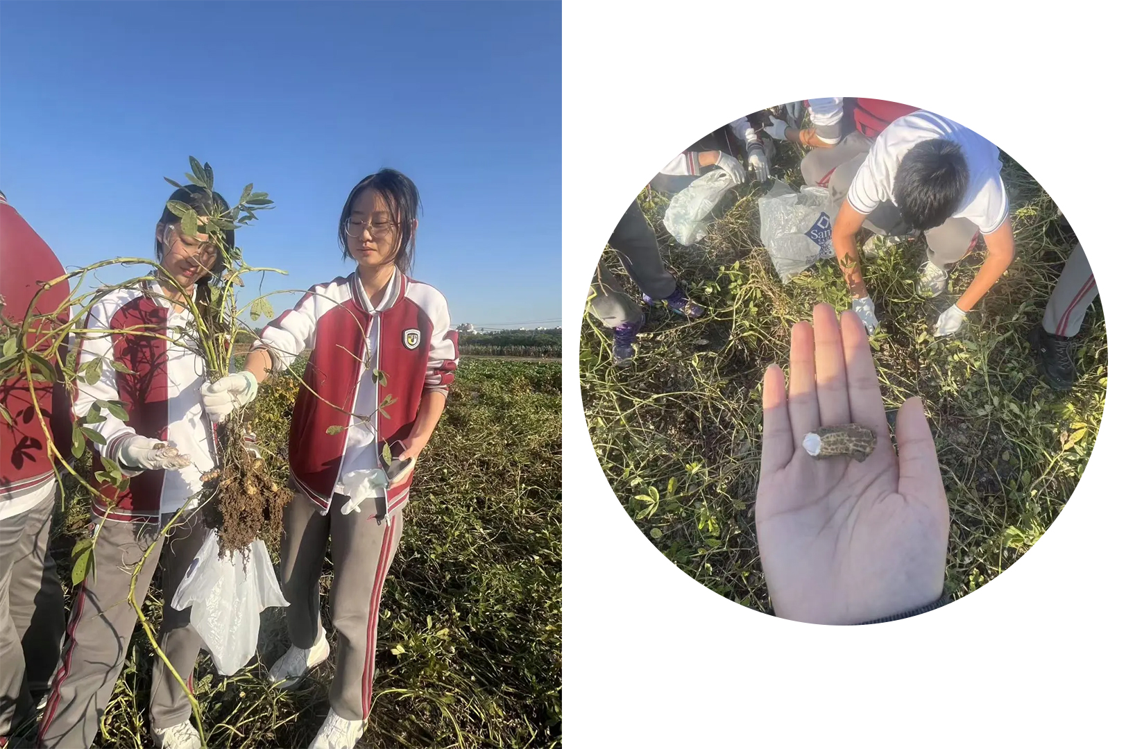 1761898118737364.jpg 1761898118737364.jpg