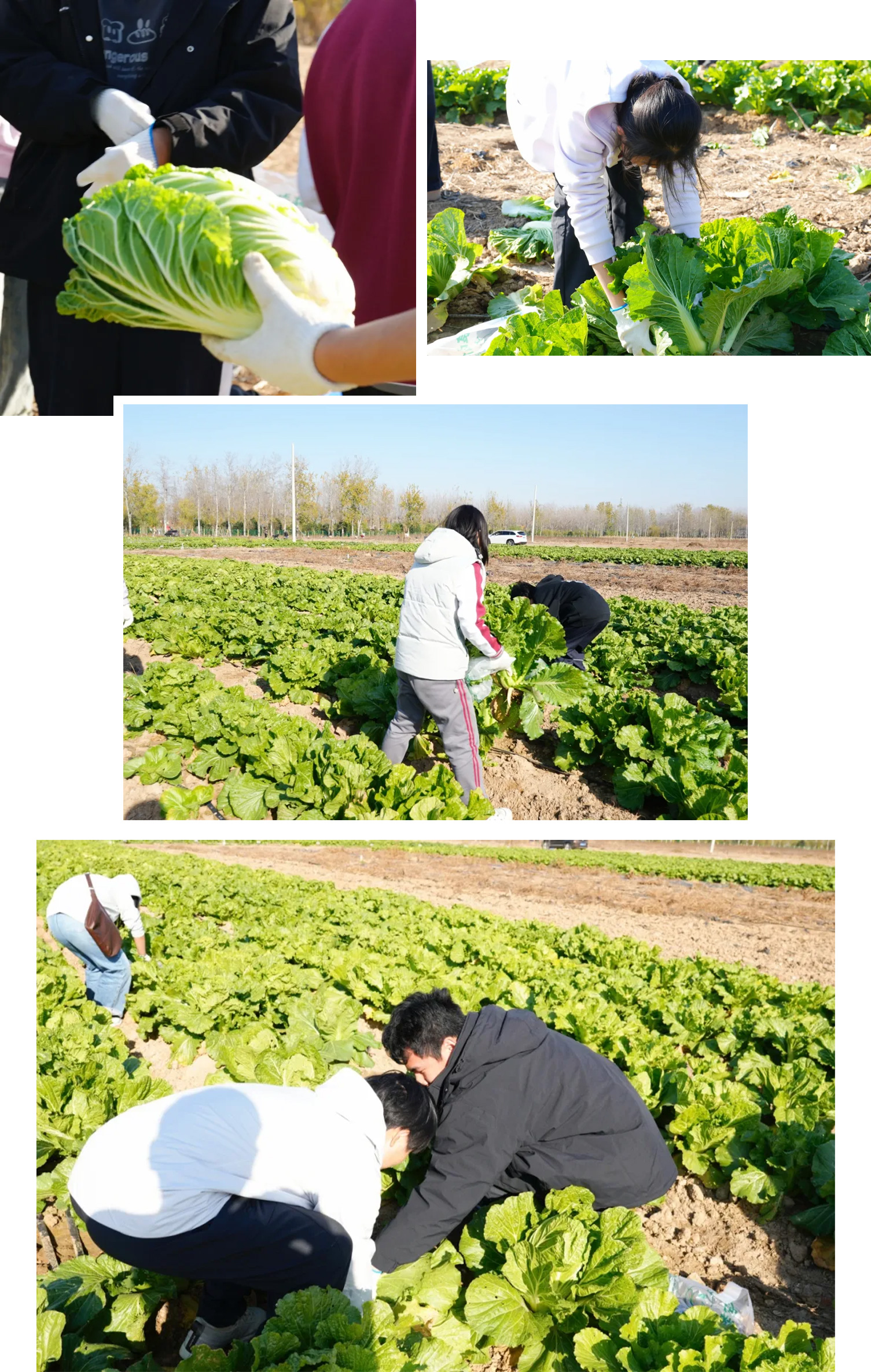 1765419508893883.jpg 1765419508893883.jpg